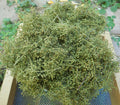 Sweet Wormwood - Artemesia annua image 0